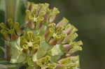 Pineland milkweed